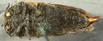 Media type: image;   Entomology 33811 Aspect: habitus ventral view